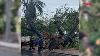 Cây xà cừ cổ nhất cố đô Huế bị bão đánh bật gốc