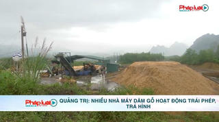 Quảng Trị: Nhiều nhà máy dăm gỗ hoạt động trái phép, trá hình
