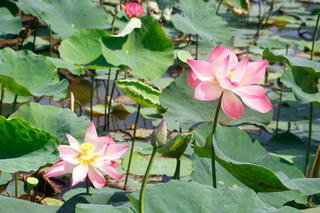 Đồng Tháp thành lập Hội Ngành hàng Sen 