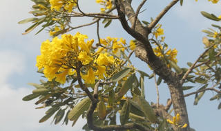 Xao xuyến đến nao lòng khi hoa chuông vào mùa vàng rực ở Ninh Bình