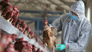 Nghệ An ra công điện khẩn liên quan đến ổ dịch cúm gia cầm H5N6 