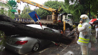 Cây xanh bật gốc giữa mưa lớn ở Hà Nội, 'đè bẹp' đuôi ô tô 