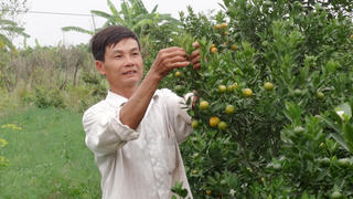 Hưng Yên tích cực chuyển đổi cơ cấu thời vụ, tăng năng suất cây trồng 