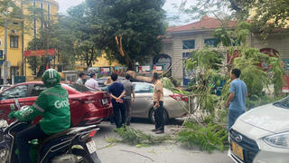 Cây phượng cổ thụ gãy ngang thân đè vào 2 ô tô ở Hà Nội