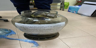 Giết rắn hổ chúa nặng gần 10 kg, người phụ nữ bị khởi tố