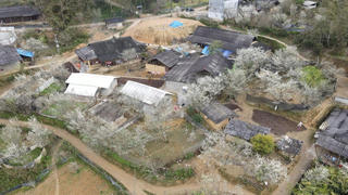 Ngất ngây mùa hoa mận Tả Van Chư, Bắc Hà