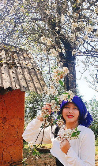 Hoa sơn tra nở trắng bản người Hà Nhì 