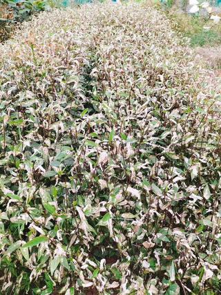 Lào Cai: Nhà máy sản xuất DAP số 2 là nguyên nhân gây ra cháy, táp lá cây trồng ở xã Phú nhuận