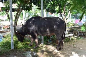 Thiếu tiền tiêu xài thanh niên "làm liều" dắt trâu của người khác 