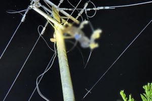 Bị điện giật tử vong vì cắt trộm dây điện