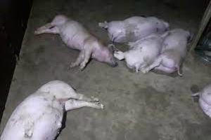 Gia Lai: Ngăn chặn vụ vứt xác lợn chết xuống sông Ba