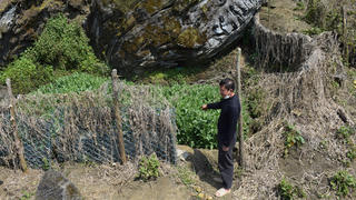 Thị xã Sa Pa: Bắt giữ đối tượng trồng hơn 1600 cây thuốc phiện