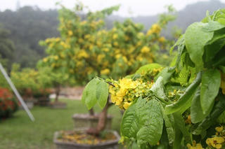 Anh đào - Mai vàng đua sắc tại Trúc Lâm Yên Tử