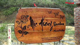 Vùng nguyên liệu 30.000 gốc hoa hồng Cổ Huế, nơi hình thành dòng mỹ phẩm Thanh Mộc Hương