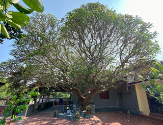 Hải Phòng: Chuyện cây đại di sản hơn 400 tuổi bên hồ An Biên