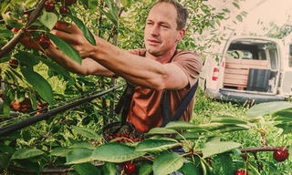 Chi phí trồng cherry Australia “tốn nhất lịch sử”
