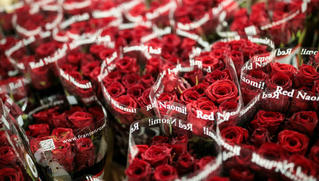 bao nhiêu trẻ em Mỹ được thụ thai dịp Valentine năm nay?