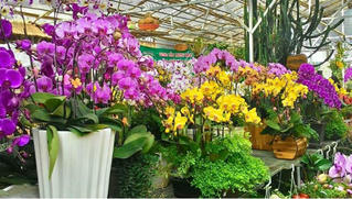 Sắp diễn ra lễ hội hoa lan lớn nhất từ trước tới nay tại TP HCM