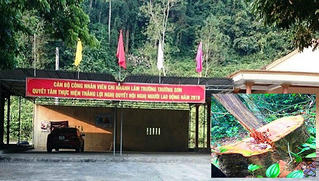 Phát hiện thêm một vụ phá rừng nghiêm trọng tại Quảng Bình