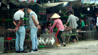 Xử lý nghiêm các hành vi tận diệt chim trời