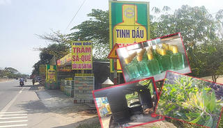 Làng tinh dầu tràm khan hiếm giữa ‘đại dịch’ Corona