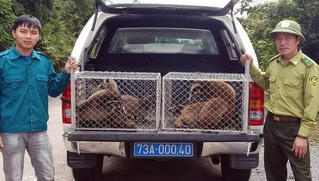 Thả 13 cá thể động vật quý hiếm về môi trường tự nhiên tại Phong Nha - Kẻ Bàng