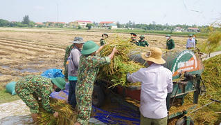 Huy động hơn 700 cán bộ, chiến sĩ Quân khu 4 giúp dân gặt lúa