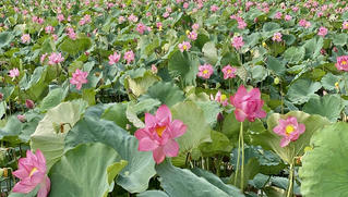 Thơm ngát mùa sen xứ Huế