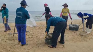 Tiếp tục thu gom gần 2 tấn dầu loang trên bờ biển Quảng Bình
