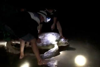 Ngư dân Quảng Bình giải cứu cá thể rùa quý hiếm nặng 120kg bị mắc lưới 