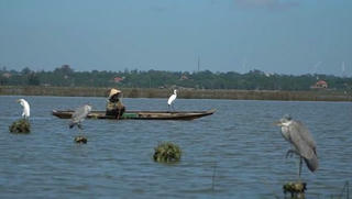 Tháo gỡ hàng chục nghìn chiếc bẫy chim, cò trên đồng ruộng Quảng Bình 