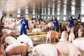 Hải Dương: Việc tái đàn lợn gặp khó khăn, chăn nuôi gà phát triển