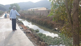 Trang trại lợn vài ngàn con "đầu độc" môi trường sống