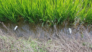 Hải Dương: Dùng điện bẫy chuột, khiến người cùng thôn tử vong