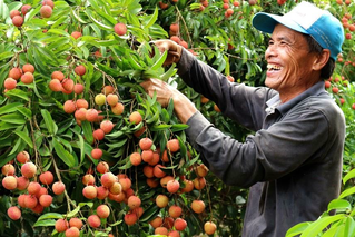Khoảng 40 nghìn tấn vải Thanh Hà (Hải Dương) sắp vào vụ
