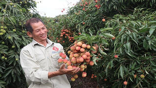 Vải đầu mùa ở Thanh Hà (Hải Dương) có giá gần 100 ngàn đồng/kg