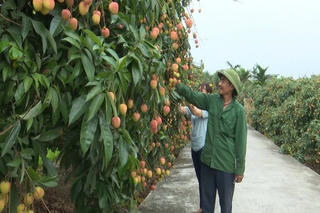Nhiều chương trình hấp dẫn đang chờ mùa vải chín Thanh Hà