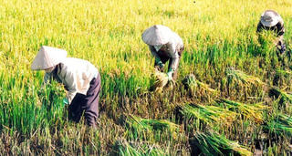 Sẽ có hội nghị toàn quốc về an ninh lương thực của Việt Nam