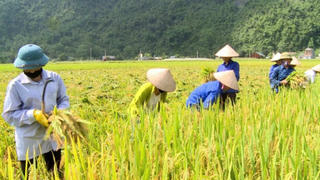 Xuất khẩu gạo phải bảo đảm an ninh lương thực quốc gia 