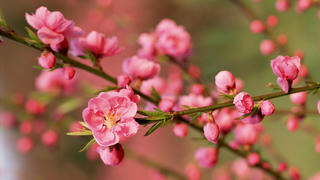 Ban Bí thư chỉ đạo đón Tết Nguyên đán Nhâm Dần an toàn, tiết kiệm 