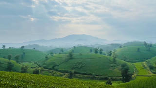 Ngất ngây trước vẻ đẹp tinh khôi của đồi chè Long Cốc