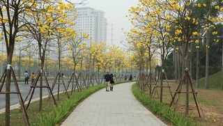 Hoa phong linh “nhuộm vàng” một góc phố Hà Nội