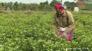 Hà Nội: 700 ha hoa nhài có nguy cơ bị đổ bỏ