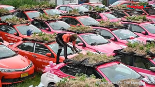 Thái Lan: Ế ẩm vì Covid-19, hàng trăm taxi biến thành “vườn rau” 