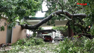 Hà Nội: Bão số 7 gây mưa lớn cả ngày, nhiều cây xanh bị bật gốc