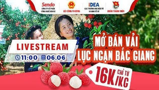 Lần đầu tiên nông dân Bắc Giang livestream bán vải thiều trên 'sàn' Sendo