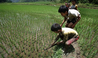  Về Lũng Vân ngày hè, xem trẻ em Mường săn cá 