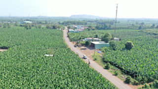 Ngút mắt cánh đồng “hoa cầu vồng” trên đất Đồng Nai