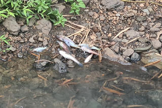 Xác minh nguyên nhân cá chết bất thường ở suối Bí, Đồng Nai