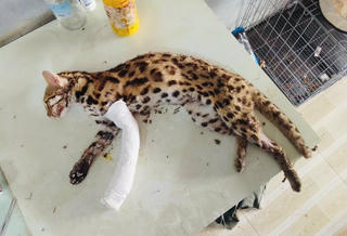 Bình Phước: Đi chợ, bác sĩ thú y phát hiện mèo báo quý hiếm bị mắc bẫy